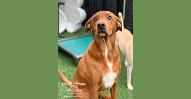 Charlie, a Basset Hound and Chow Chow mix tested with EmbarkVet.com