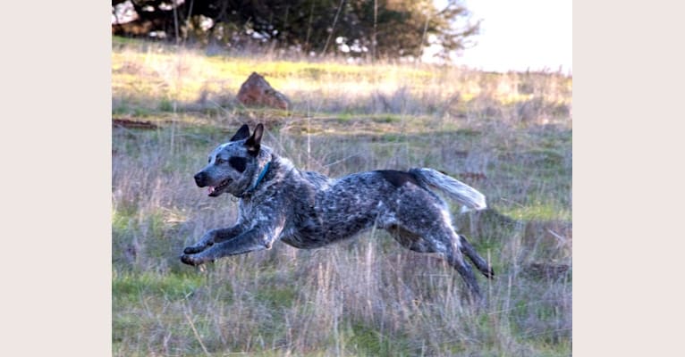 Ozzie, an Australian Cattle Dog tested with EmbarkVet.com