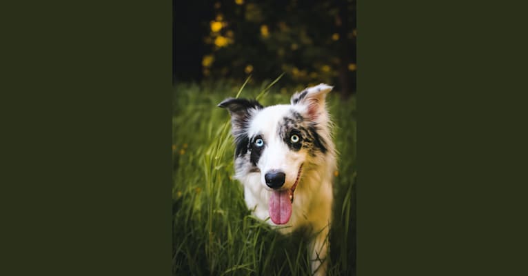 Photo of Joey, a Border Collie  in Florida, USA