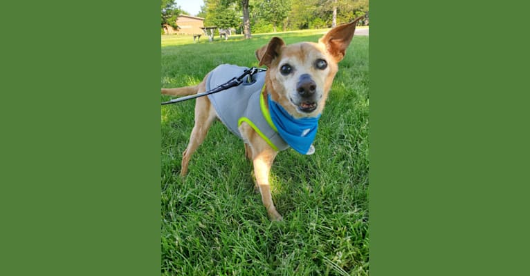 Cricket, a Miniature Pinscher and Beagle mix tested with EmbarkVet.com