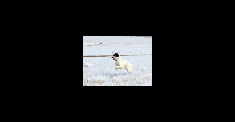 Photo of Cool Run Chandon, a Silken Windhound 