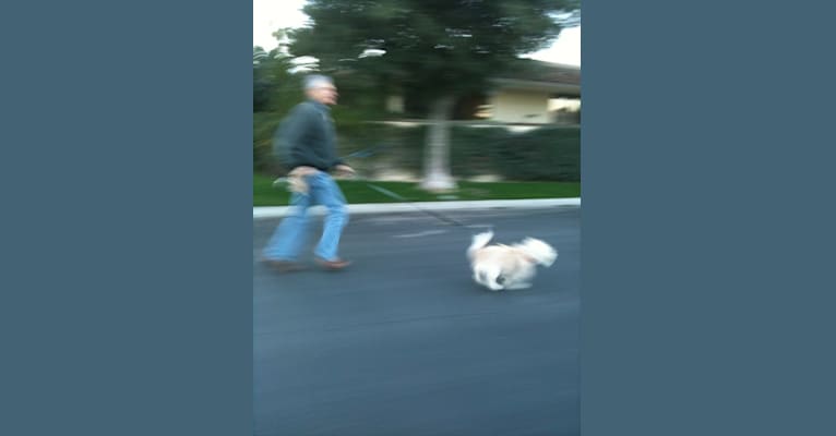 Bogey, a Chihuahua and Cocker Spaniel mix tested with EmbarkVet.com
