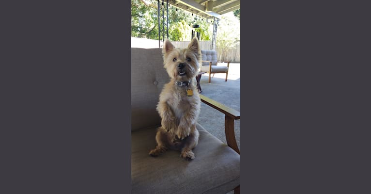 Photo of Murray, a Cairn Terrier  in Redding, California, USA
