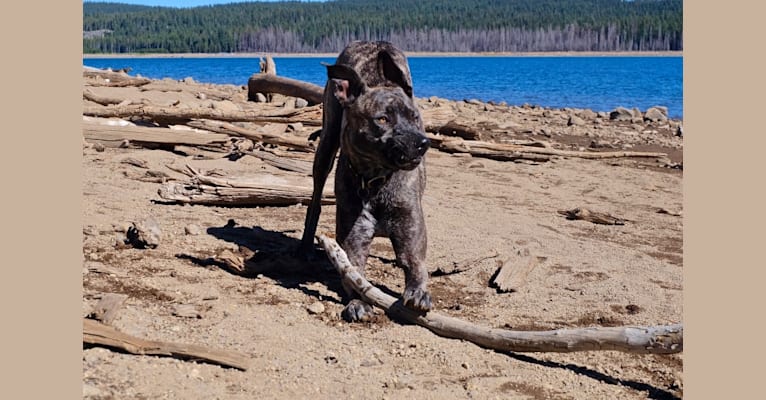 Dakota, an American Pit Bull Terrier and Siberian Husky mix tested with EmbarkVet.com