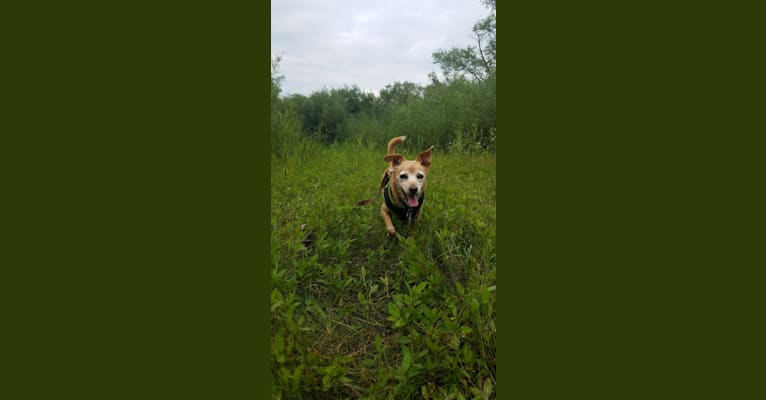 Cricket, a Miniature Pinscher and Beagle mix tested with EmbarkVet.com