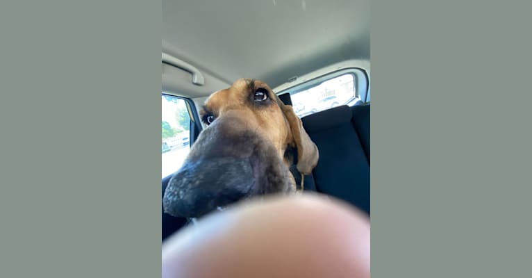 Honey, a Bloodhound tested with EmbarkVet.com