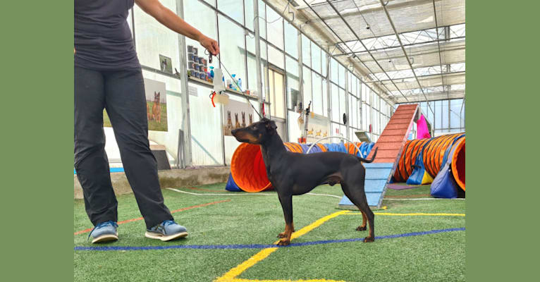 Basil, a Manchester Terrier (Toy) and Russell-type Terrier mix tested with EmbarkVet.com