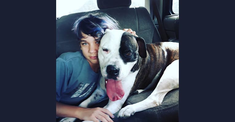 cayden, an American Pit Bull Terrier and American Bulldog mix tested with EmbarkVet.com