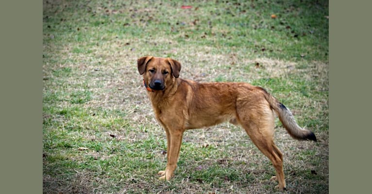 Fenrir, a Chesapeake Bay Retriever and Anatolian Shepherd Dog mix tested with EmbarkVet.com