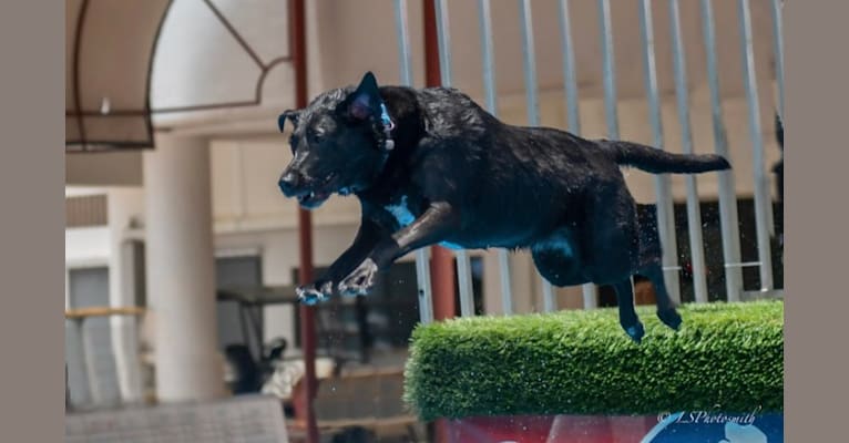 Kaida, a Labrador Retriever and Australian Shepherd mix tested with EmbarkVet.com
