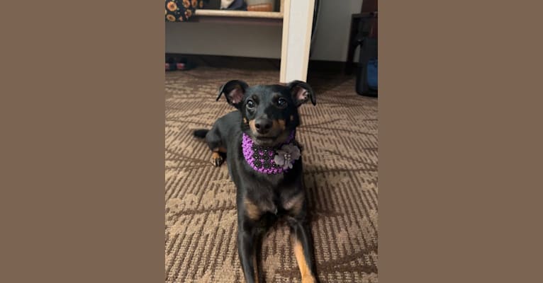 Elfie, a Shetland Sheepdog and Manchester Terrier (Toy) mix tested with EmbarkVet.com