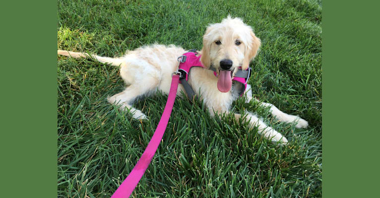 Photo of Sandy, a Goldendoodle  in Fresno, Ohio, USA