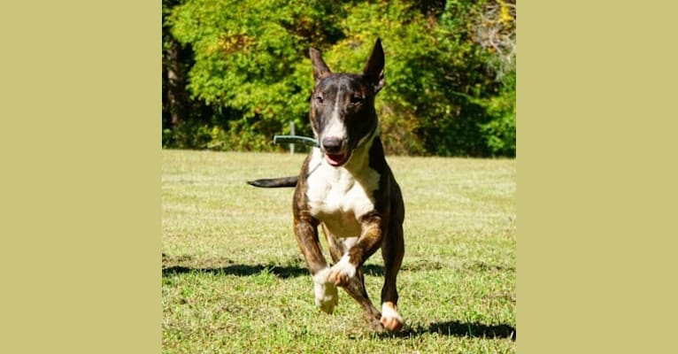 Serendipity, a Bull Terrier tested with EmbarkVet.com