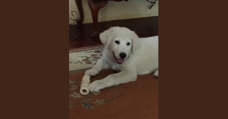 Grit, a Great Pyrenees tested with EmbarkVet.com