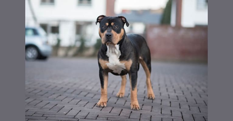 Photo of Gioia, an American Bully  in Netherlands