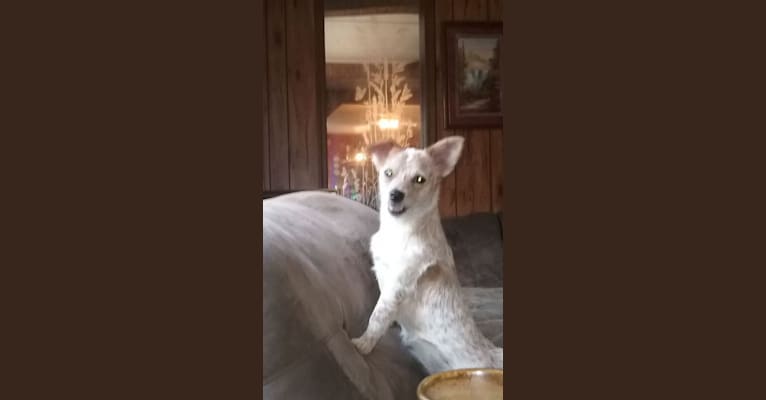 LuLu, a Chihuahua and Australian Cattle Dog mix tested with EmbarkVet.com
