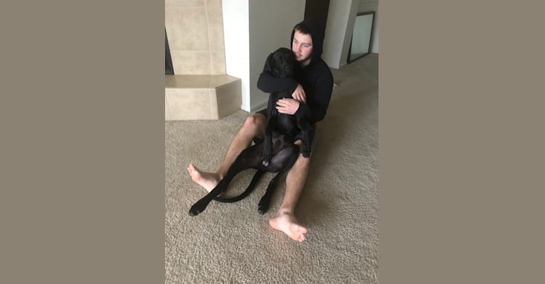 Calvin, a Great Dane and Saint Bernard mix tested with EmbarkVet.com