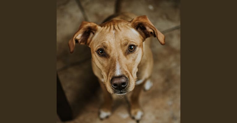 Penny, an American Pit Bull Terrier and Golden Retriever mix tested with EmbarkVet.com