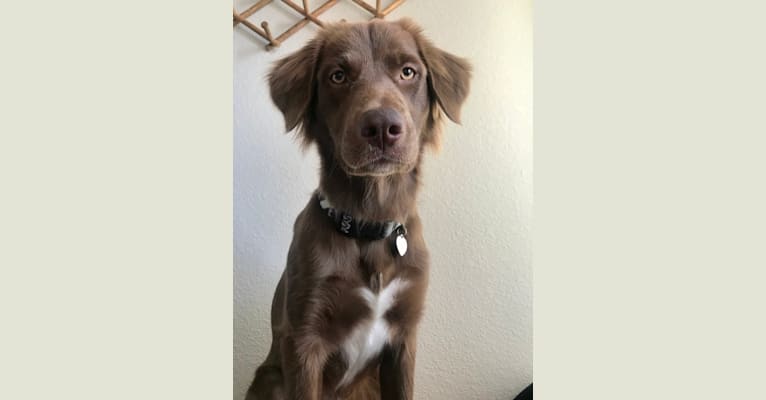 Dakota, a German Shepherd Dog and Labrador Retriever mix tested with EmbarkVet.com
