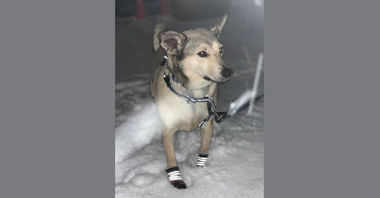 Wolf, a Miniature Pinscher and American Eskimo Dog mix tested with EmbarkVet.com