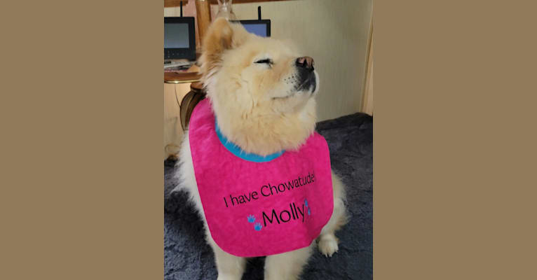 Molly, a Chow Chow tested with EmbarkVet.com