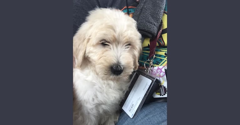 Beatle, a Goldendoodle tested with EmbarkVet.com