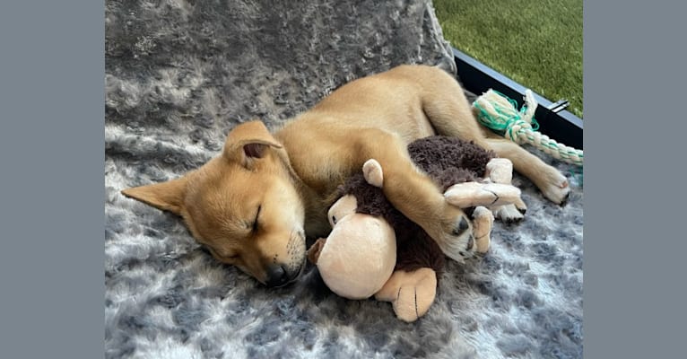 Ellie, a German Shepherd Dog and American Pit Bull Terrier mix tested with EmbarkVet.com