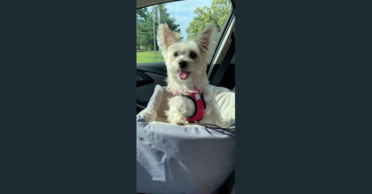 Muldoon, a Maltese and Cairn Terrier mix tested with EmbarkVet.com