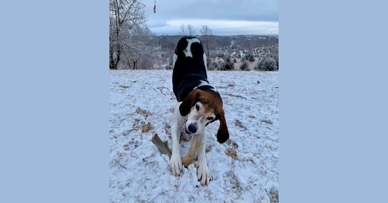 Rosie, a Treeing Walker Coonhound tested with EmbarkVet.com