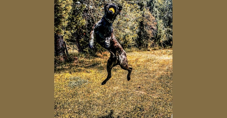 Photo of Trigger, a Mastiff, Cane Corso, and Neapolitan Mastiff mix in Orland, California, USA