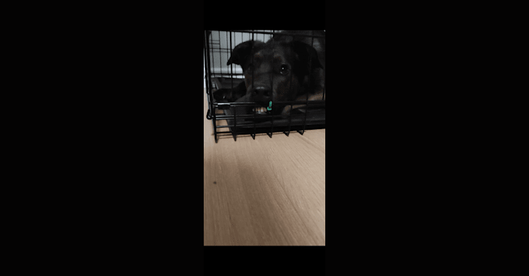 Demon, a Labrador Retriever and Siberian Husky mix tested with EmbarkVet.com