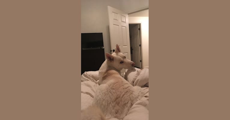 Goku, a Siberian Husky and German Shepherd Dog mix tested with EmbarkVet.com