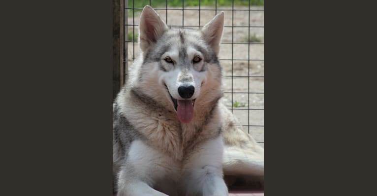 Spirit, a German Shepherd Dog and Alaskan Malamute mix tested with EmbarkVet.com
