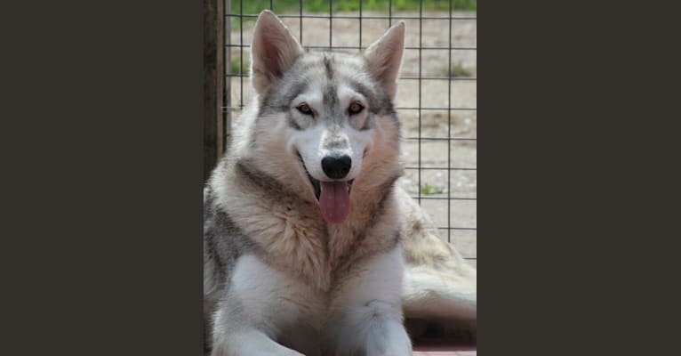 Embark Dog DNA Test Breed
