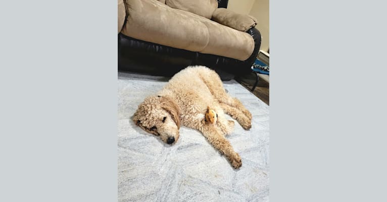 Photo of Milo, a Poodle (Standard)  in Texas, USA