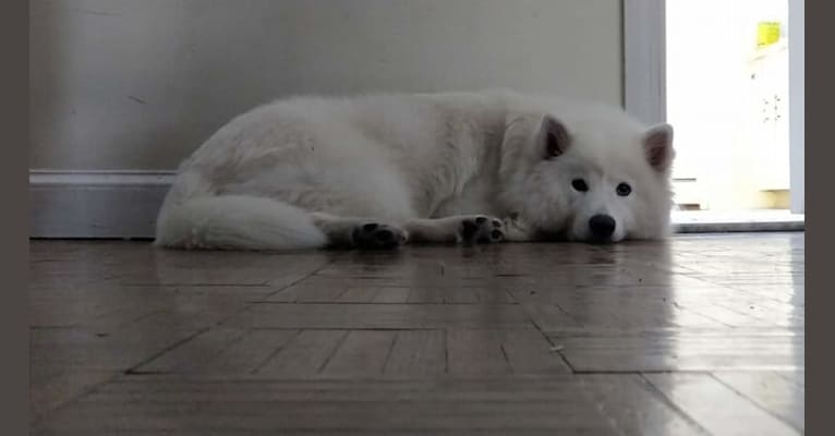 Navi, a Samoyed tested with EmbarkVet.com