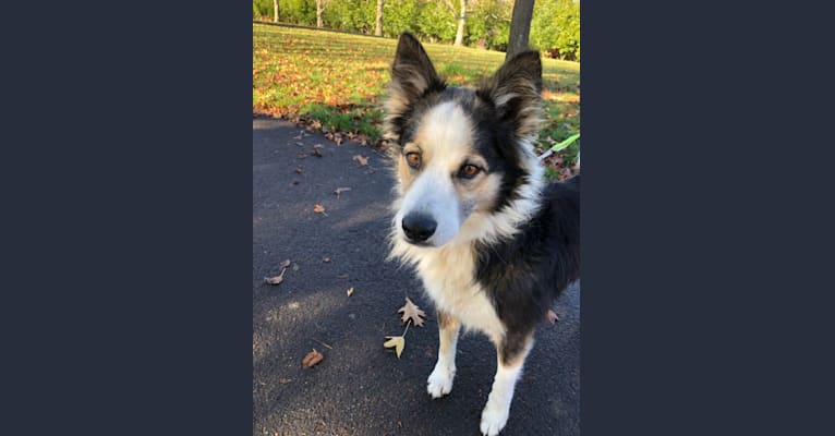 Kershaw, a Border Collie and Australian Cattle Dog mix tested with EmbarkVet.com