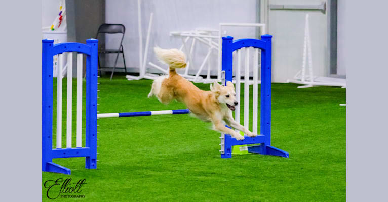 Zuzu Fox, an American Village Dog tested with EmbarkVet.com