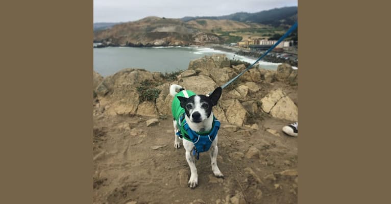 Topper, a Chihuahua tested with EmbarkVet.com