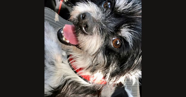 Photo of Koji, a Chihuahua, Pekingese, Miniature Schnauzer, and Mixed mix in Austin, Texas, USA