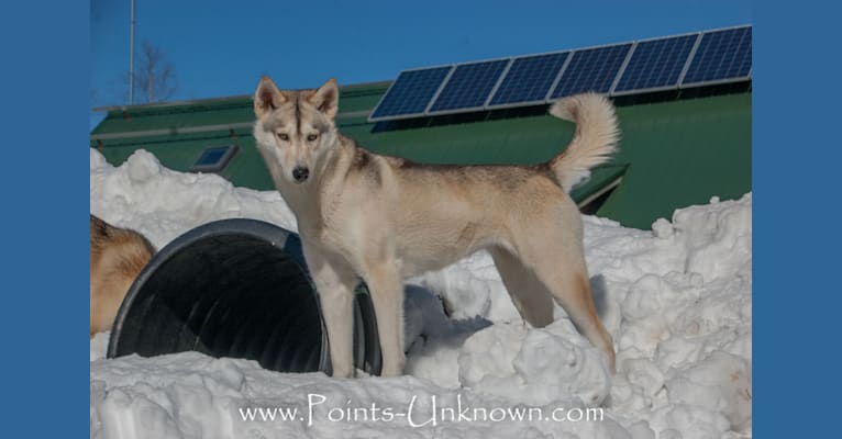 Kitsu, a Siberian Husky and Alaskan-type Husky mix tested with EmbarkVet.com