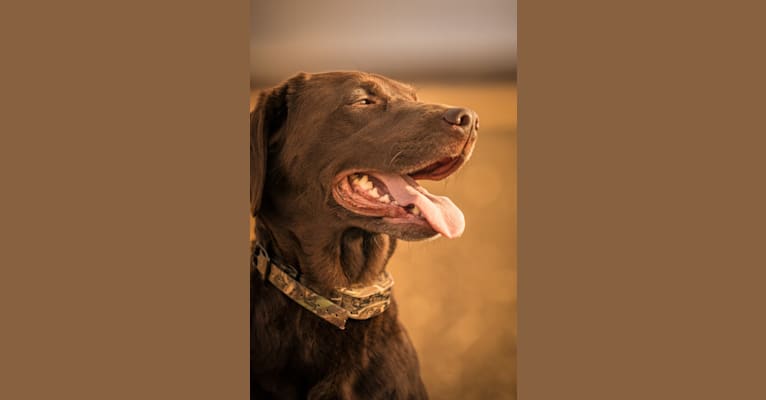 Super Benelli, a Labrador Retriever tested with EmbarkVet.com