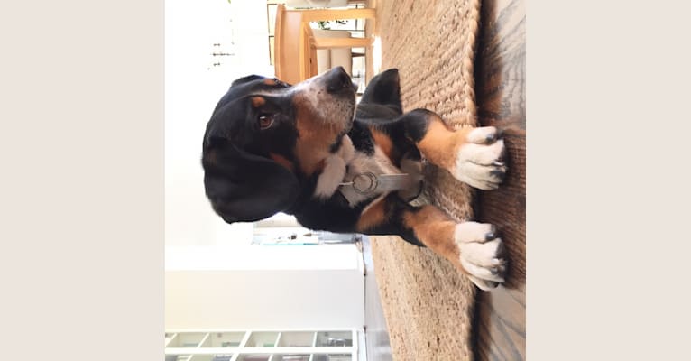 Gatsby, an Entlebucher Mountain Dog tested with EmbarkVet.com