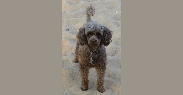 Gracie, a Poodle (Small) tested with EmbarkVet.com