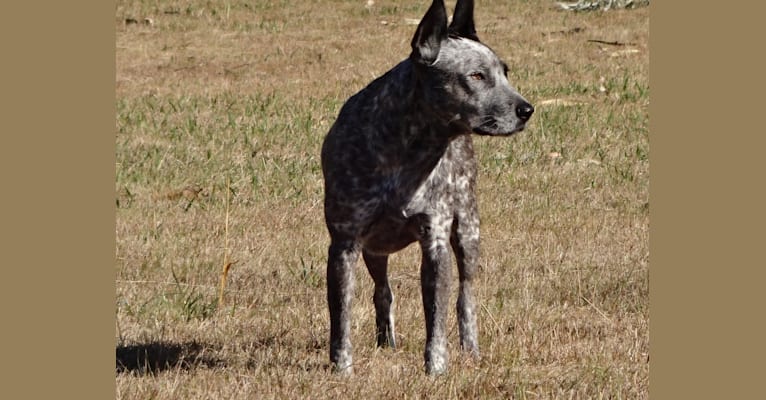 Zoe, an Australian Cattle Dog and Staffordshire Terrier mix tested with EmbarkVet.com