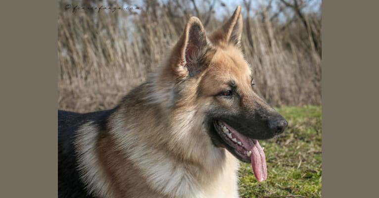 Photo of IROH, a German Shepherd Dog  in Lochem, Netherlands