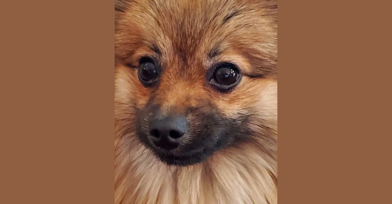 Grizzy, a Pomeranian tested with EmbarkVet.com