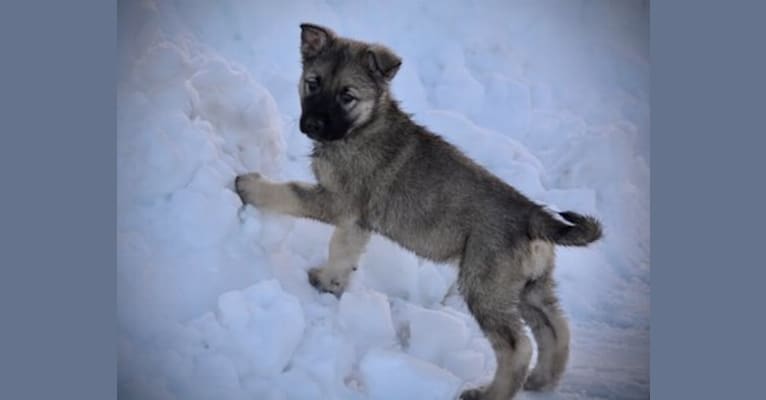 Jengu, an Alaskan Malamute and German Shepherd Dog mix tested with EmbarkVet.com