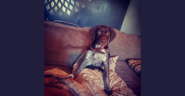 Photo of Tinsley, a German Shorthaired Pointer  in Lillington, NC, USA