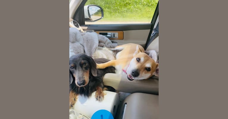 Bunny, a Rat Terrier and Labrador Retriever mix tested with EmbarkVet.com